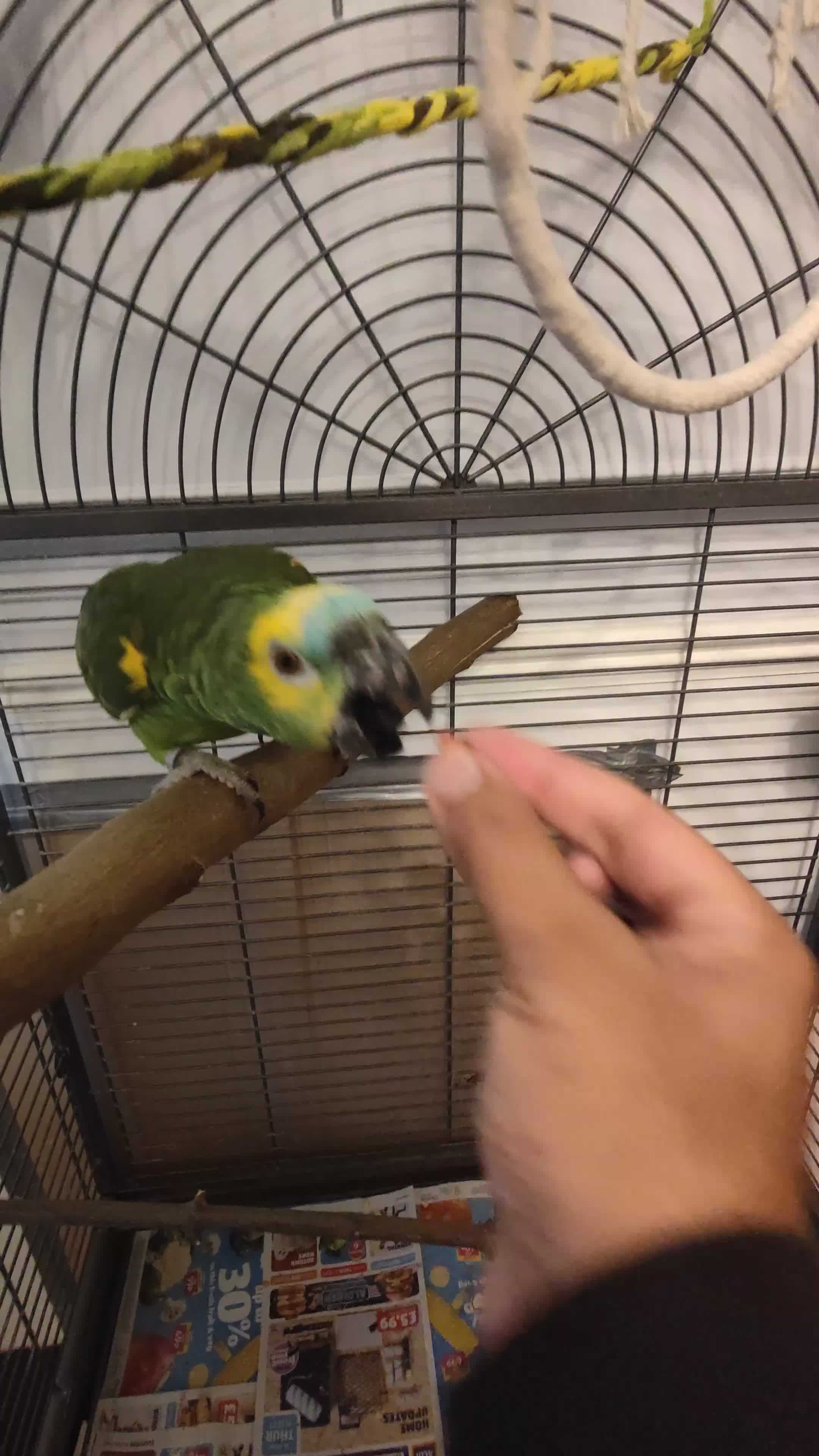 Parrots birds for sale: Beautiful Blue Fronted Amazon Parrot 6 years old in Worcester - Video 1