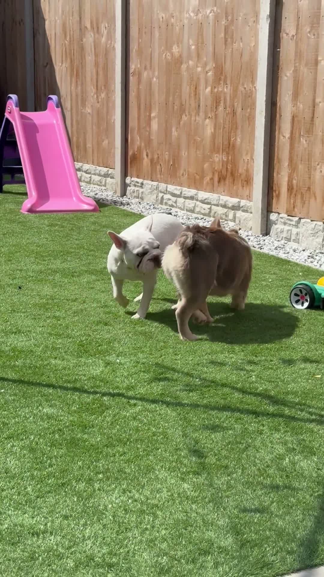 French Bulldog dogs for stud: BEAR - FLUFFY FRENCH FOR STUD - CARRIES PINK  in Bedford - Video 1