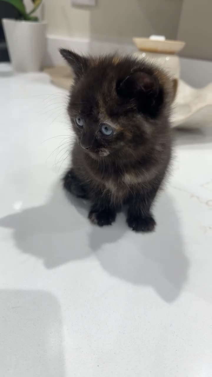 Mixed Breed cats for sale: Cute kittens - Video 4