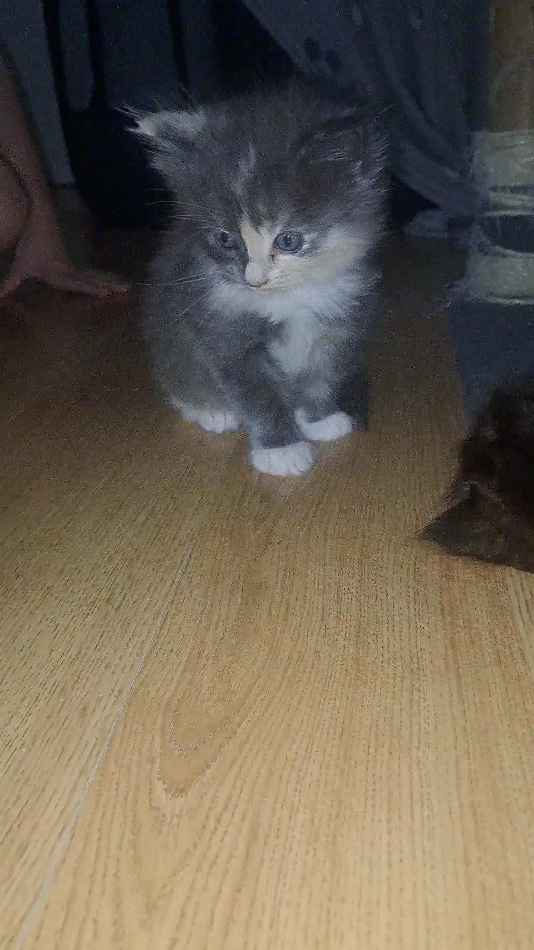 Mixed Breed cats for sale: Mix maine coon and ragdoll  - Video 1