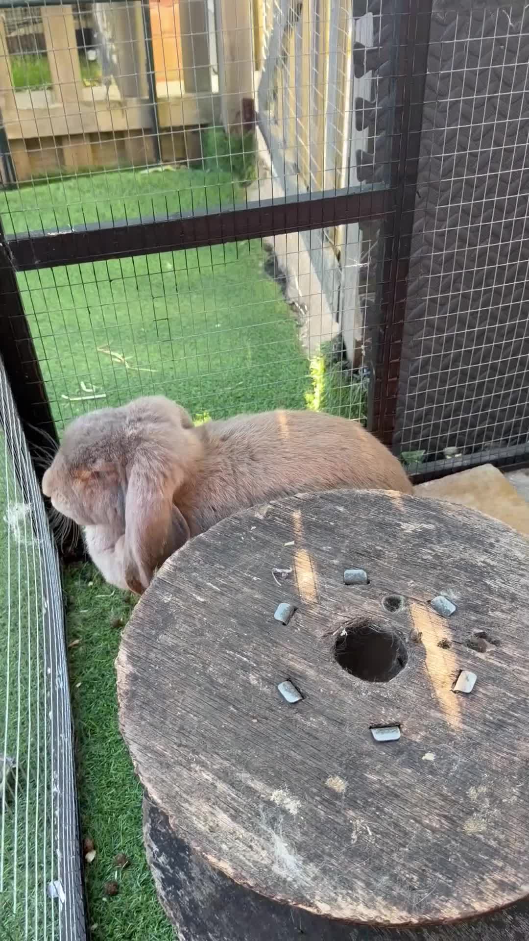 French Lop rabbits for sale: French lops  - Video 1