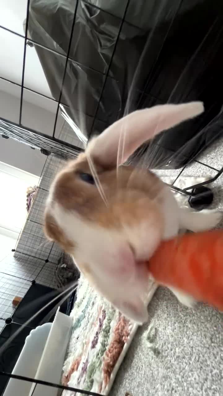 Mini Lion Lop rabbits for sale: Mini lion lop  in Ivybridge - Video 1