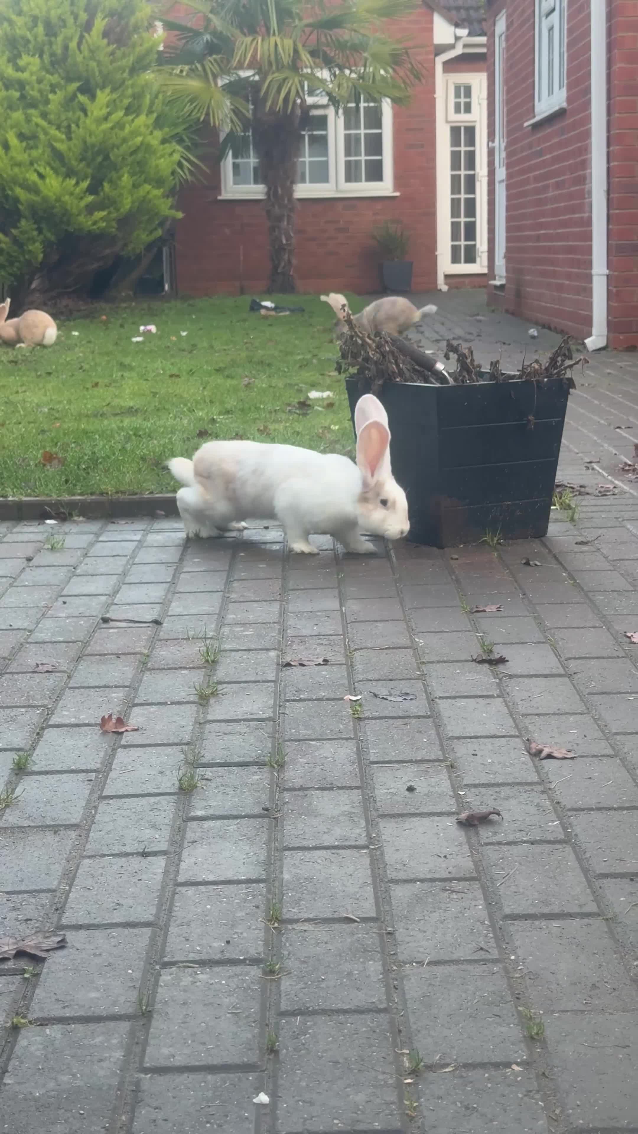 Continental Giant rabbits for sale: Giants Rabbits  - Video 4