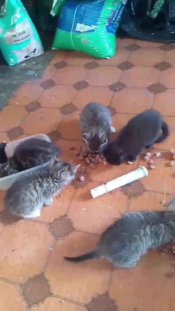 American Shorthair cats for sale: 6 Adorable Kittens Looking for Loving Homes 🐾 - Video 1