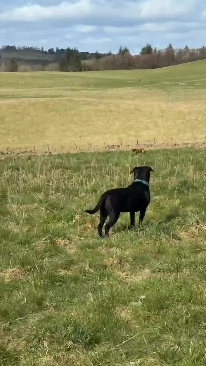 Mixed Breed dogs for sale: fox red lab crossed with pointer in Perth - Video 1