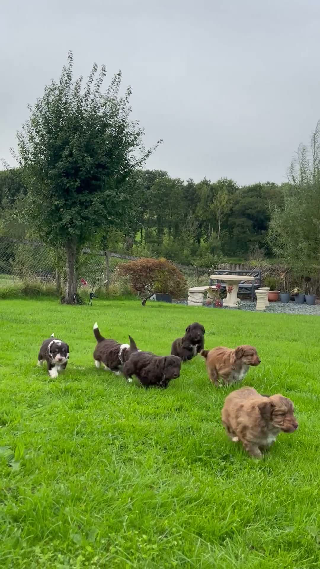Bordoodle dogs for sale: LAST 1! OUTSTANDING SABLE BORDOODLE🧸 - Video 4