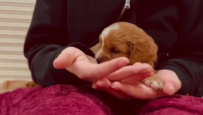 Cavapoo dogs for sale: A wonderful litter of 6 red teddy cavapoos  - Video 2