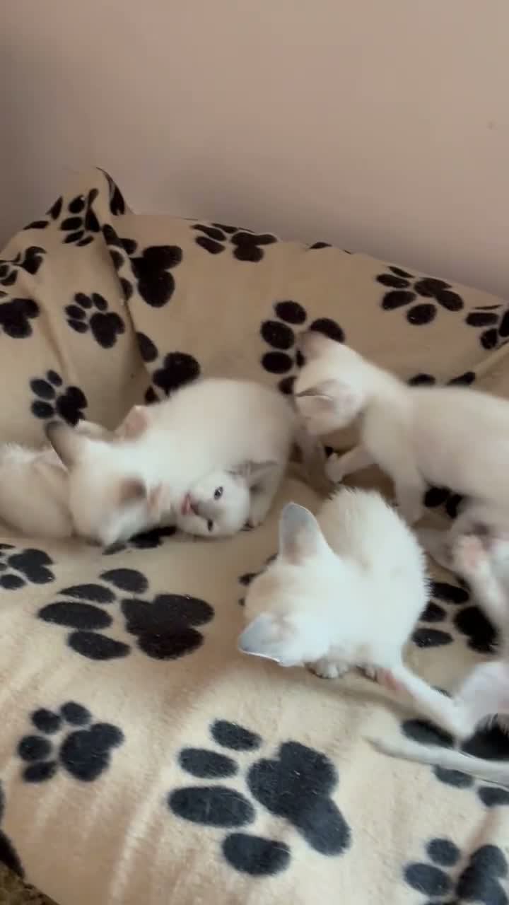 Siamese cats for sale: Healthy beautiful GCCF registered siamese - Video 2