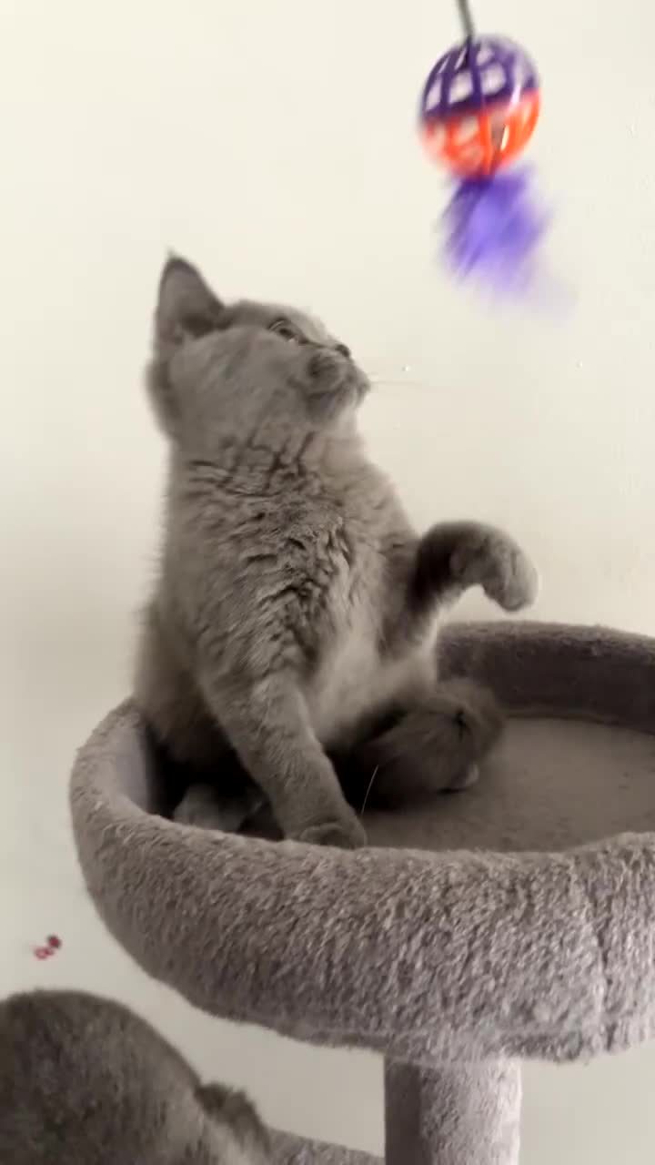 British Shorthair cats for sale: **Last blue girl available** - Video 1