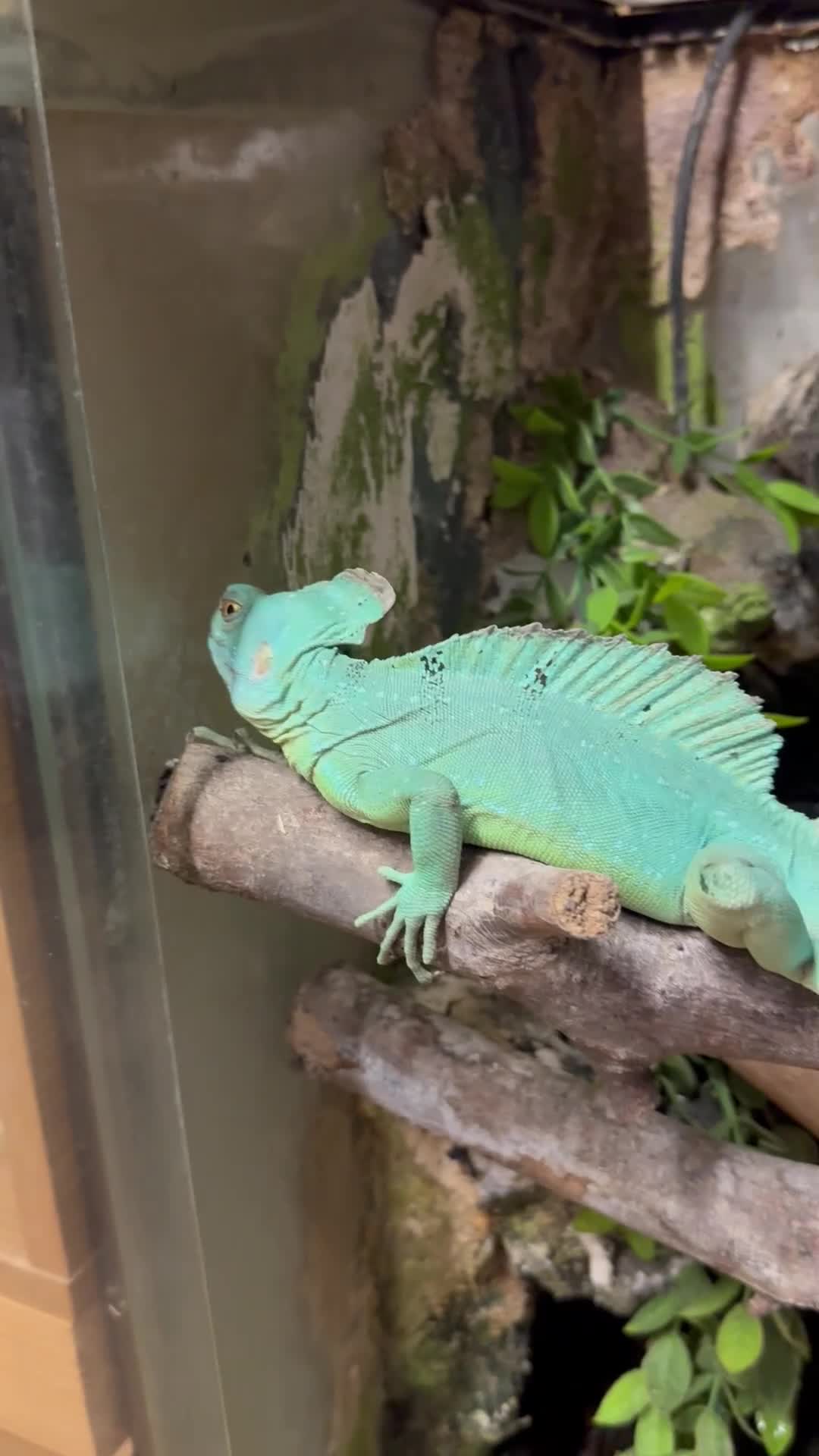 Lizard reptiles for sale: Green Basilisk  - Video 1
