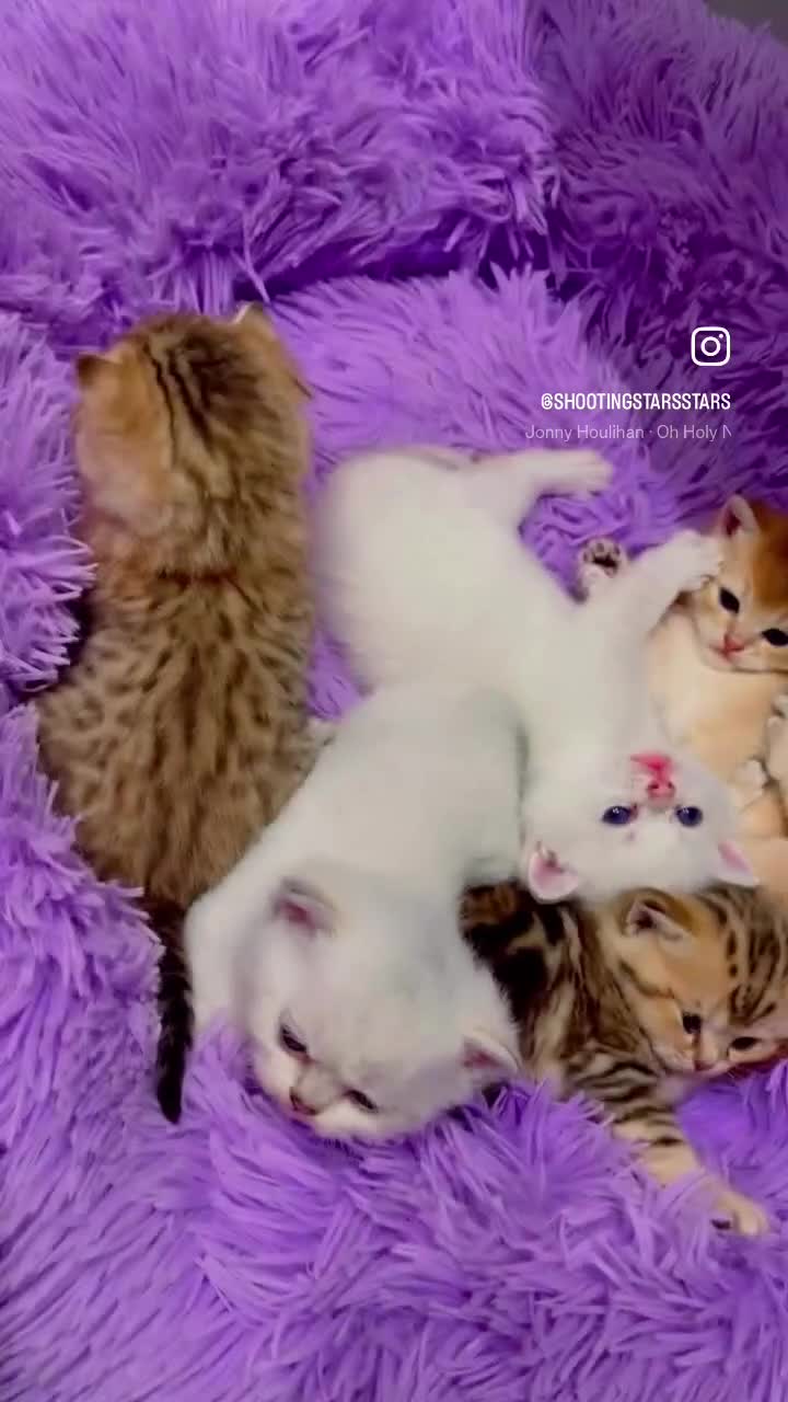 British Shorthair cats for sale: British shorthairs  - Video 2