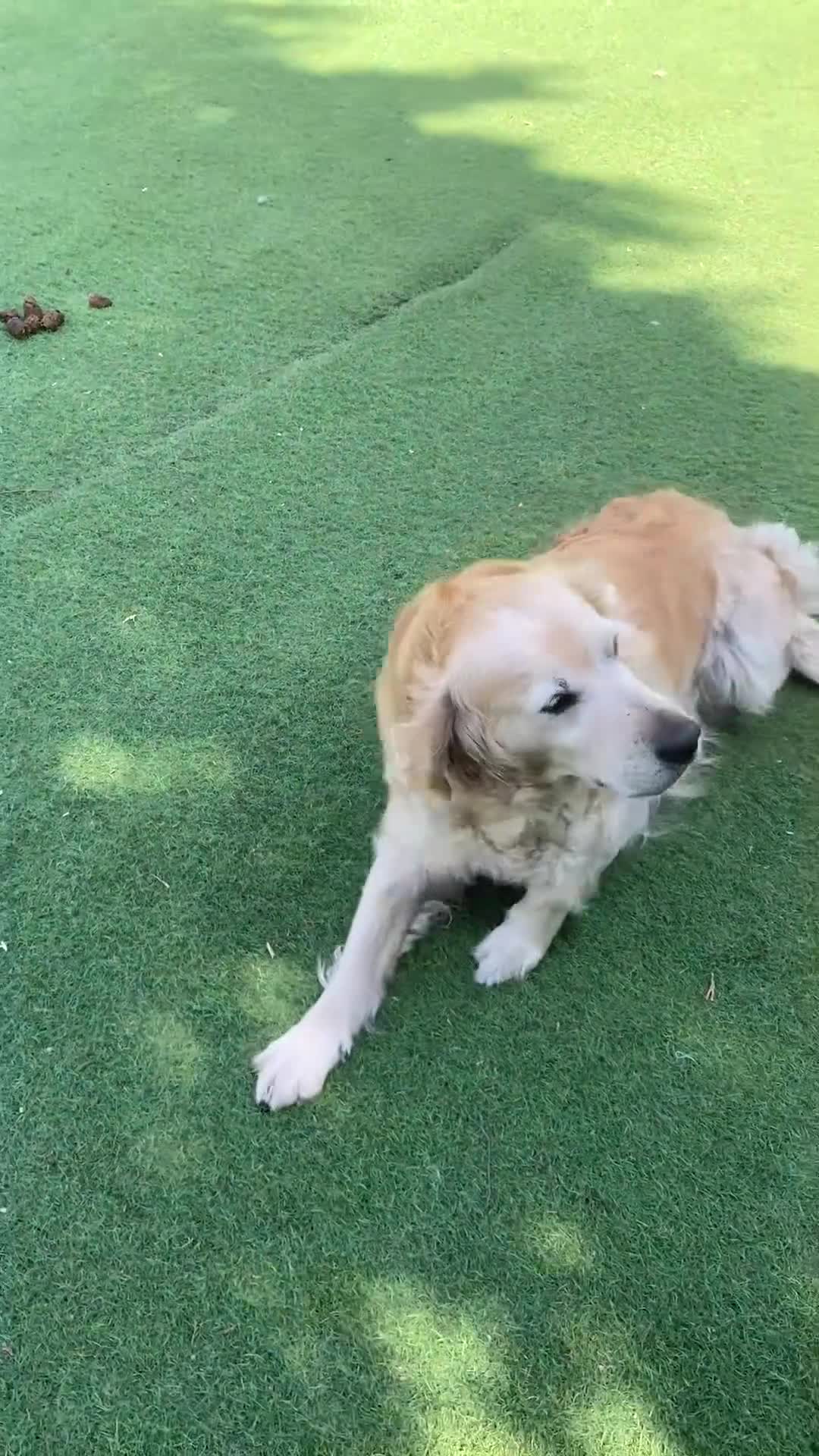 Golden Retriever dogs for sale: Beautiful Golden Retriever - Forever Home 🏡  - Video 1