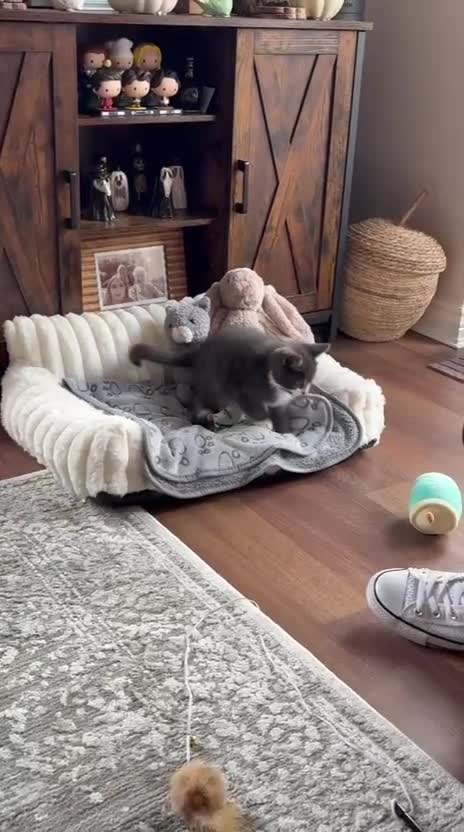 Domestic Shorthair cats for sale: 3 adorable kittens looking for a home  in Stoke-on-Trent - Video 1