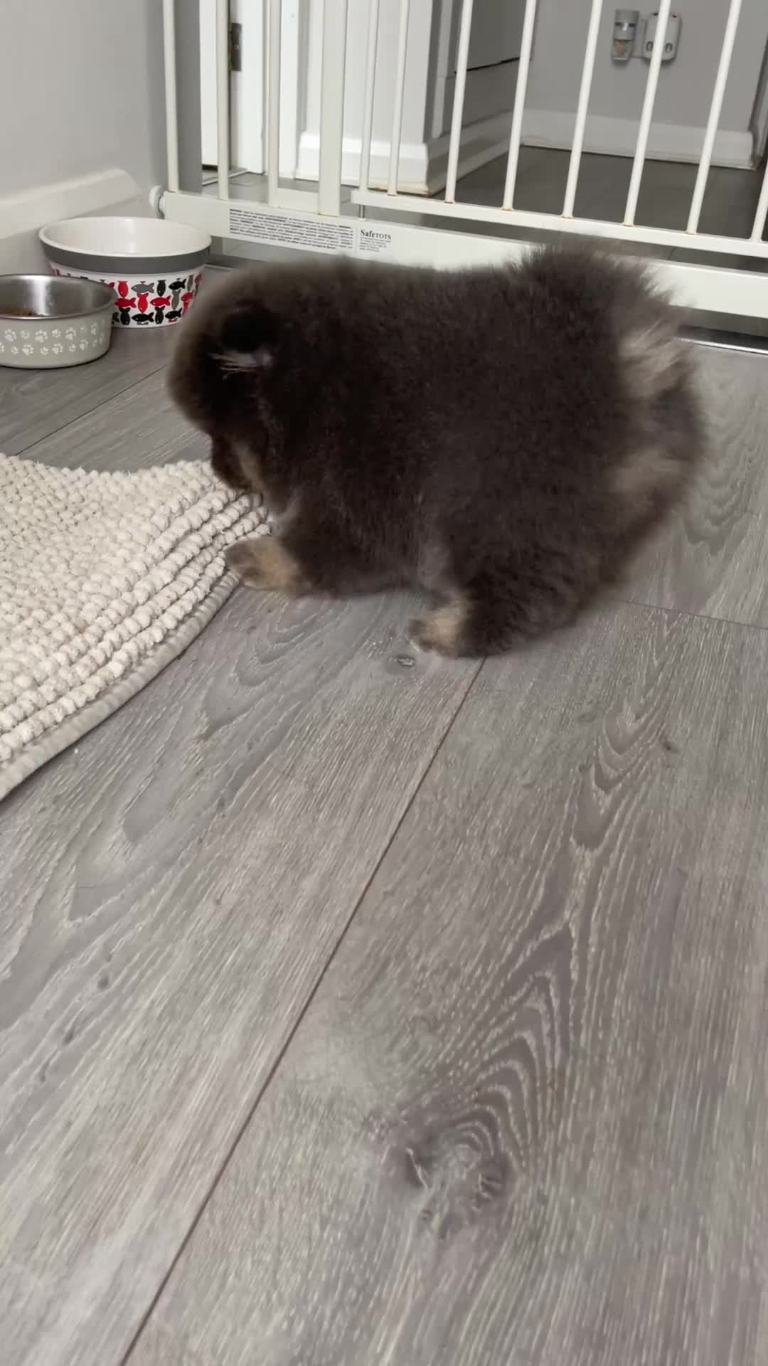 Pomeranian dogs for sale: 🐾 RESERVATIONS NOW OPEN 🐾 - Video 4
