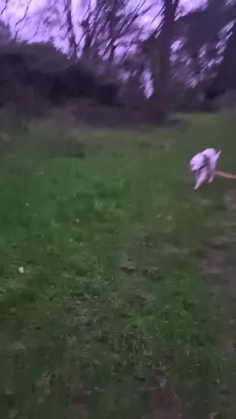 Mixed Breed dogs for adoption: Hannah, 2-3 yrs old. Available for adoption. - Video 2