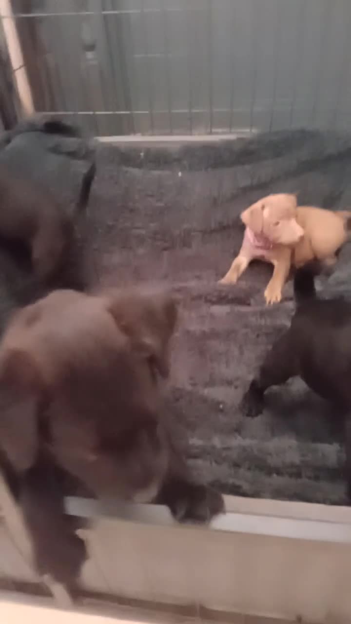 Patterdale Terrier dogs for sale: Patterdale pups for sale ready now - Video 1