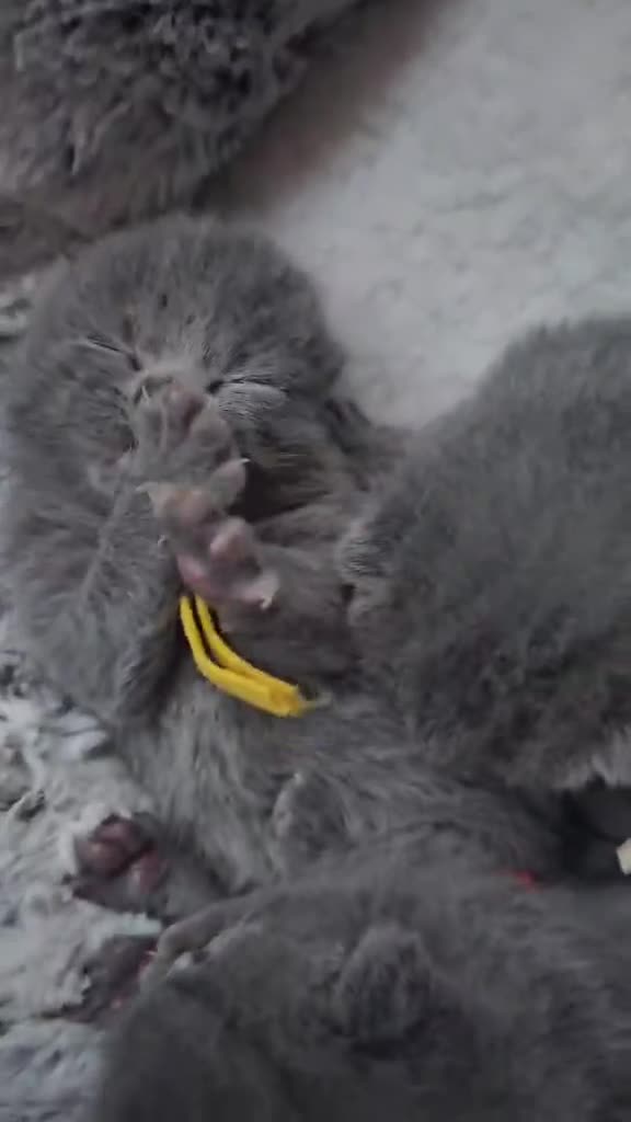 British Shorthair cats for sale: High-Quality BSH GCCF - Video 2