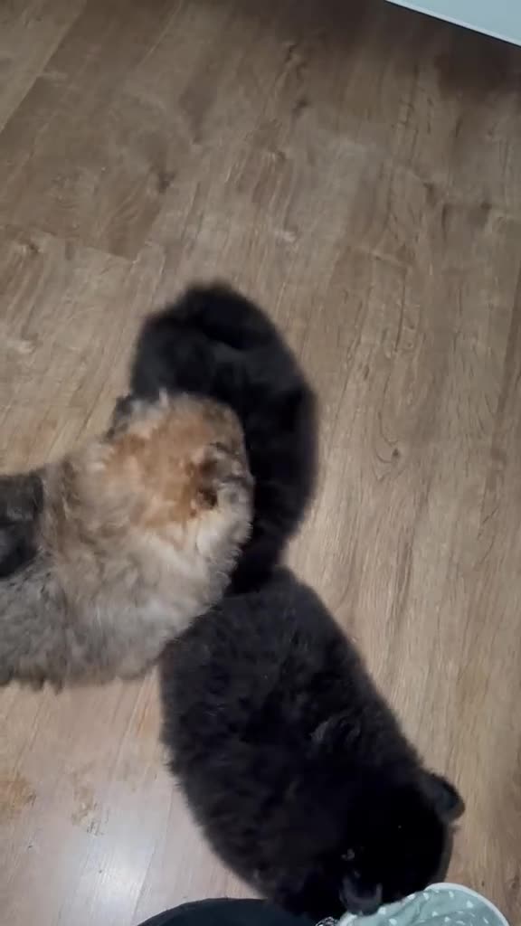 Pomeranian dogs for sale: Beautiful Pomeranian puppies ready soon in Hemel Hempstead - Video 1