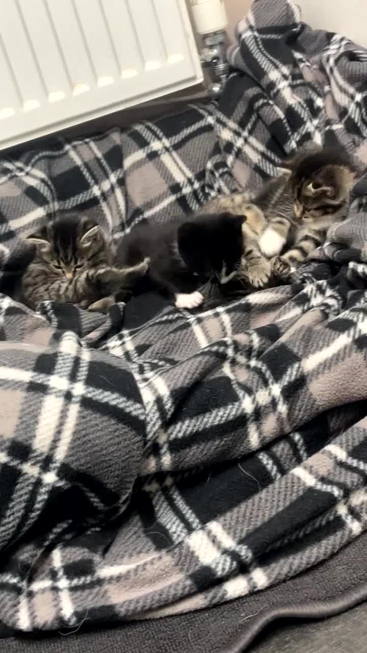 Mixed Breed cats for sale: Calico tabbies  - Video 1