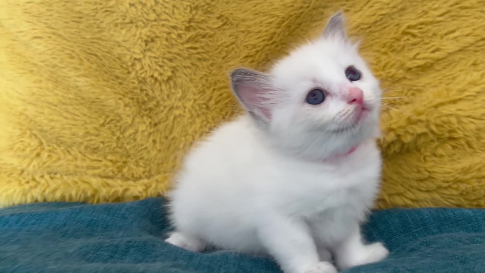 Ragdoll cats for sale: GCCF mom’s pure ragdoll kittens sale in London  - Video 2