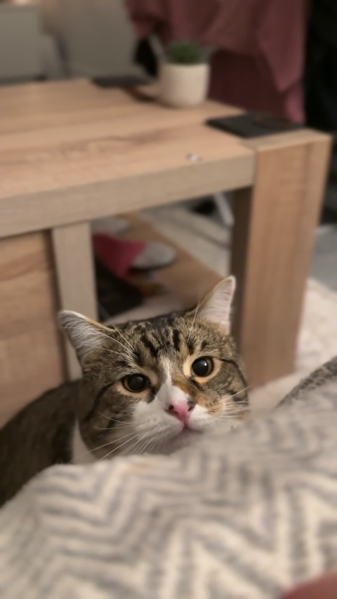 Domestic Shorthair cats for sale: Theo, domestic shorthair tabby - Video 1