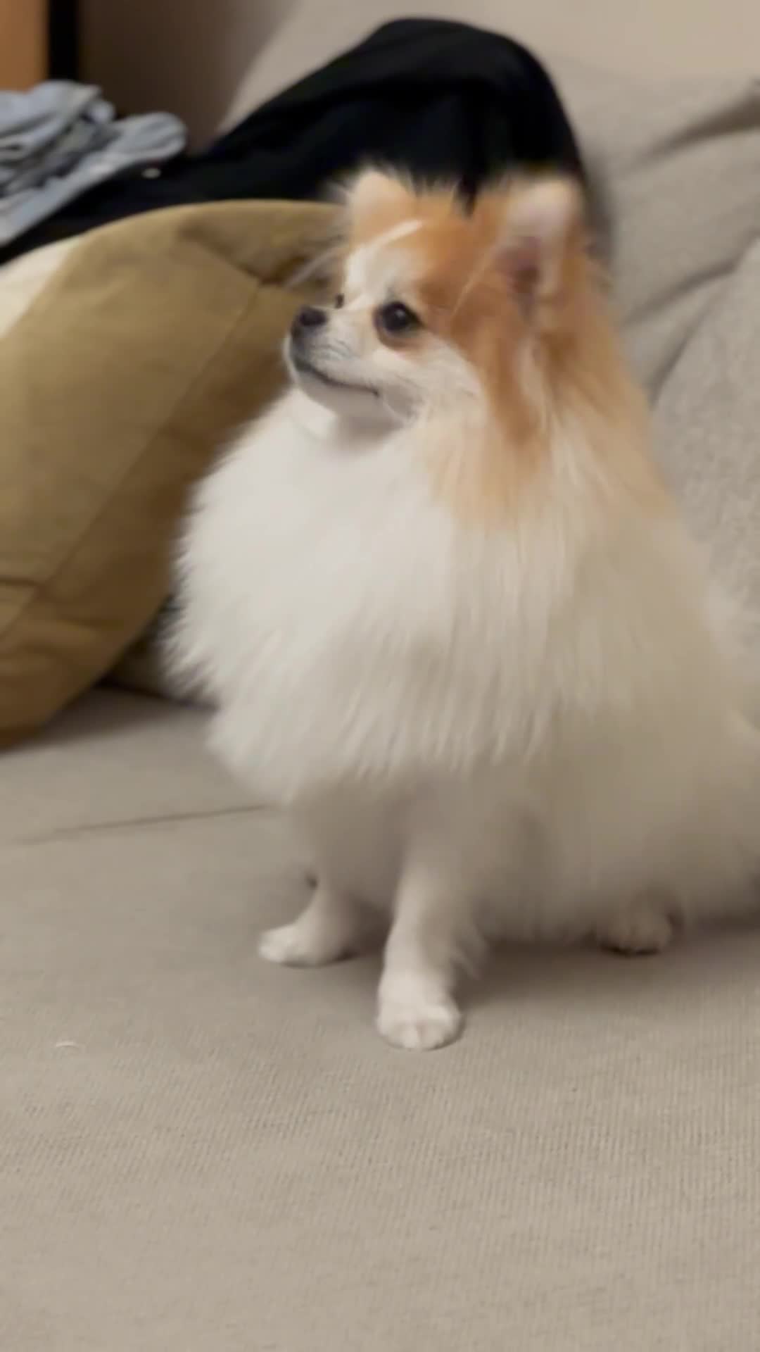 Pomeranian dogs for stud: Lover boy Romeo  - Video 1