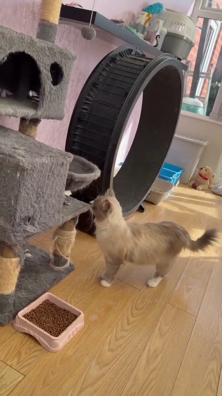 Siberian cats for sale: gorgeous male stud cat for sale - Video 1