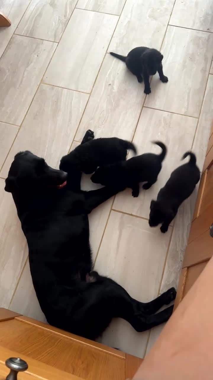 Labrador Retriever dogs for stud: Proven Labrador retriever for stud  - Video 1