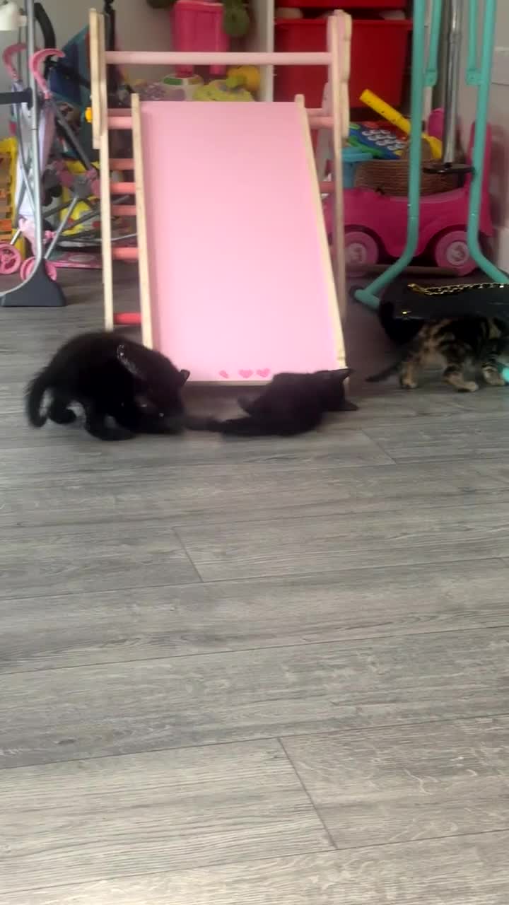 Mixed Breed cats for sale: Last 2 beautiful black marked kittens READY NOW - Video 1