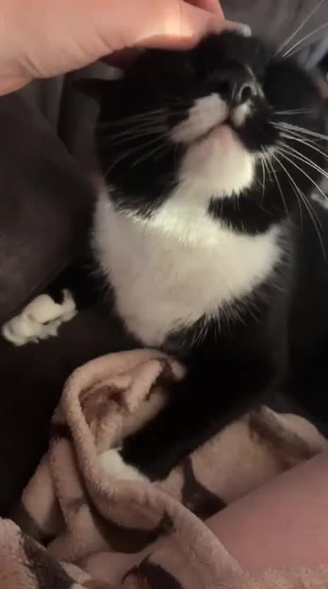 Domestic Shorthair cats for sale: Beautiful Nula looking for her forever home in Rotherham - Video 1
