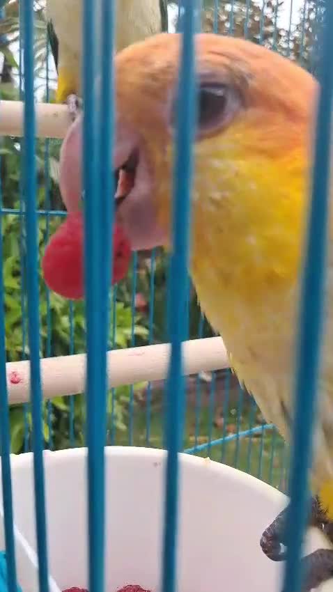Parrots birds for sale: Silly Tame, Young, Male Yellow Thighed Caique - Video 1
