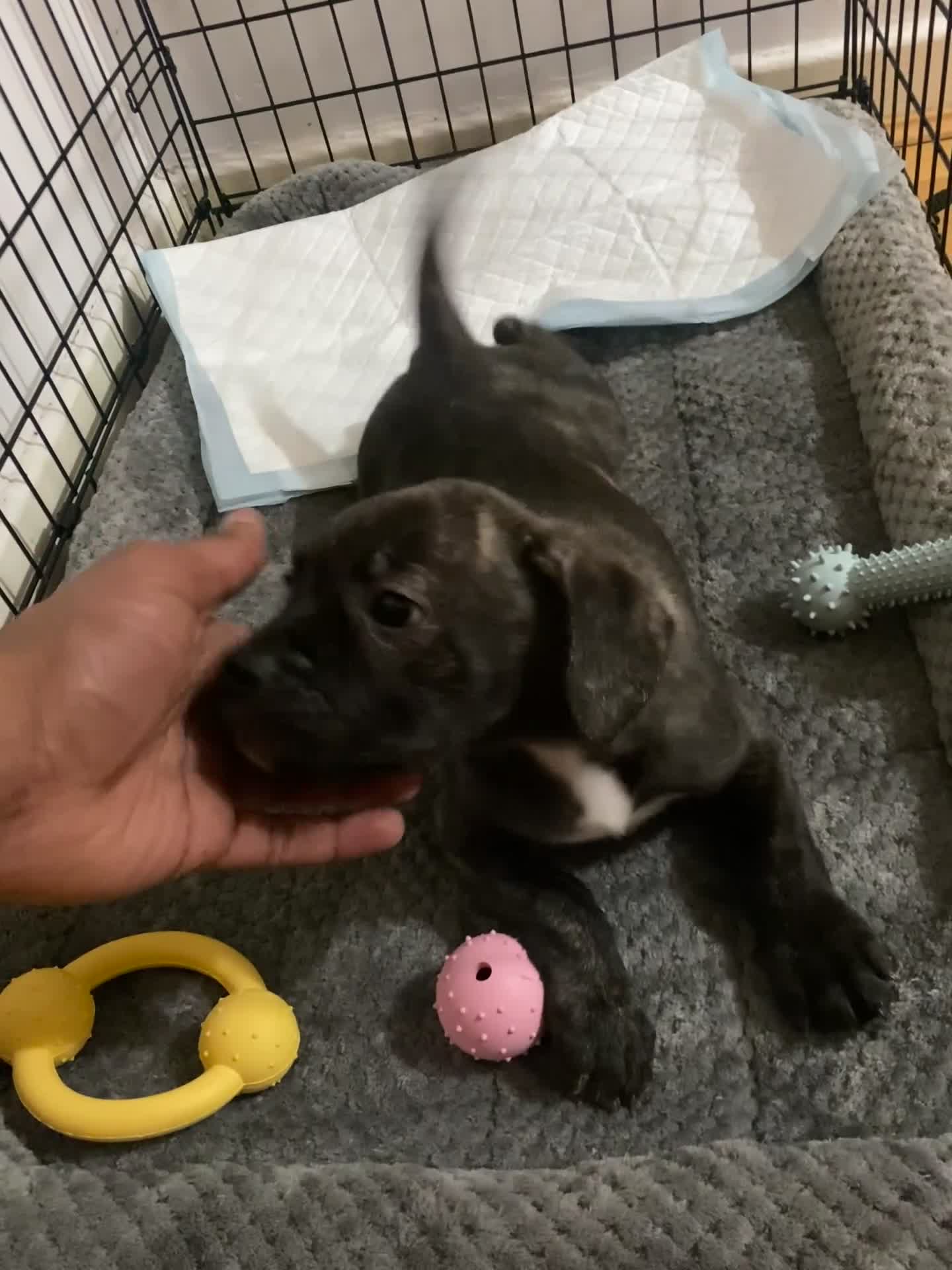 Mixed Breed dogs for sale: Puppy looking for his forever home - Video 1