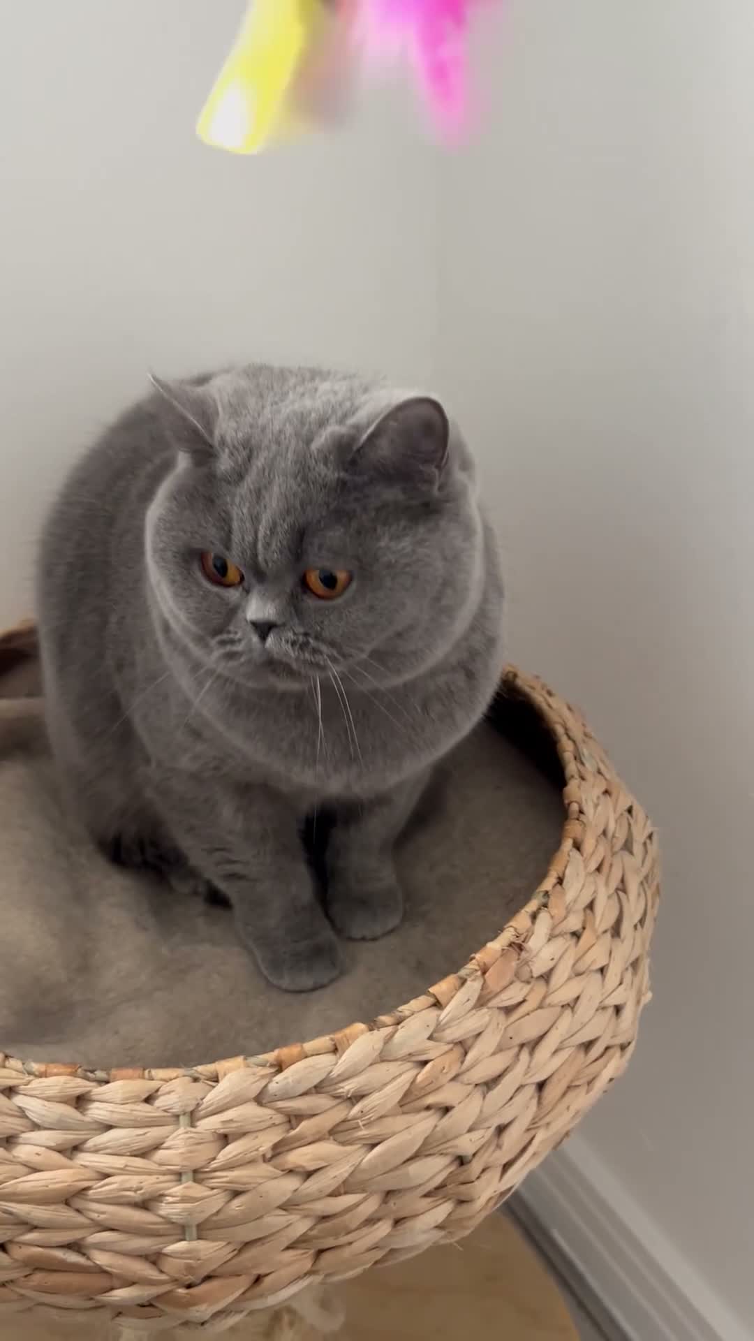 British Shorthair cats for sale: British Shorthair female cat  - Video 1