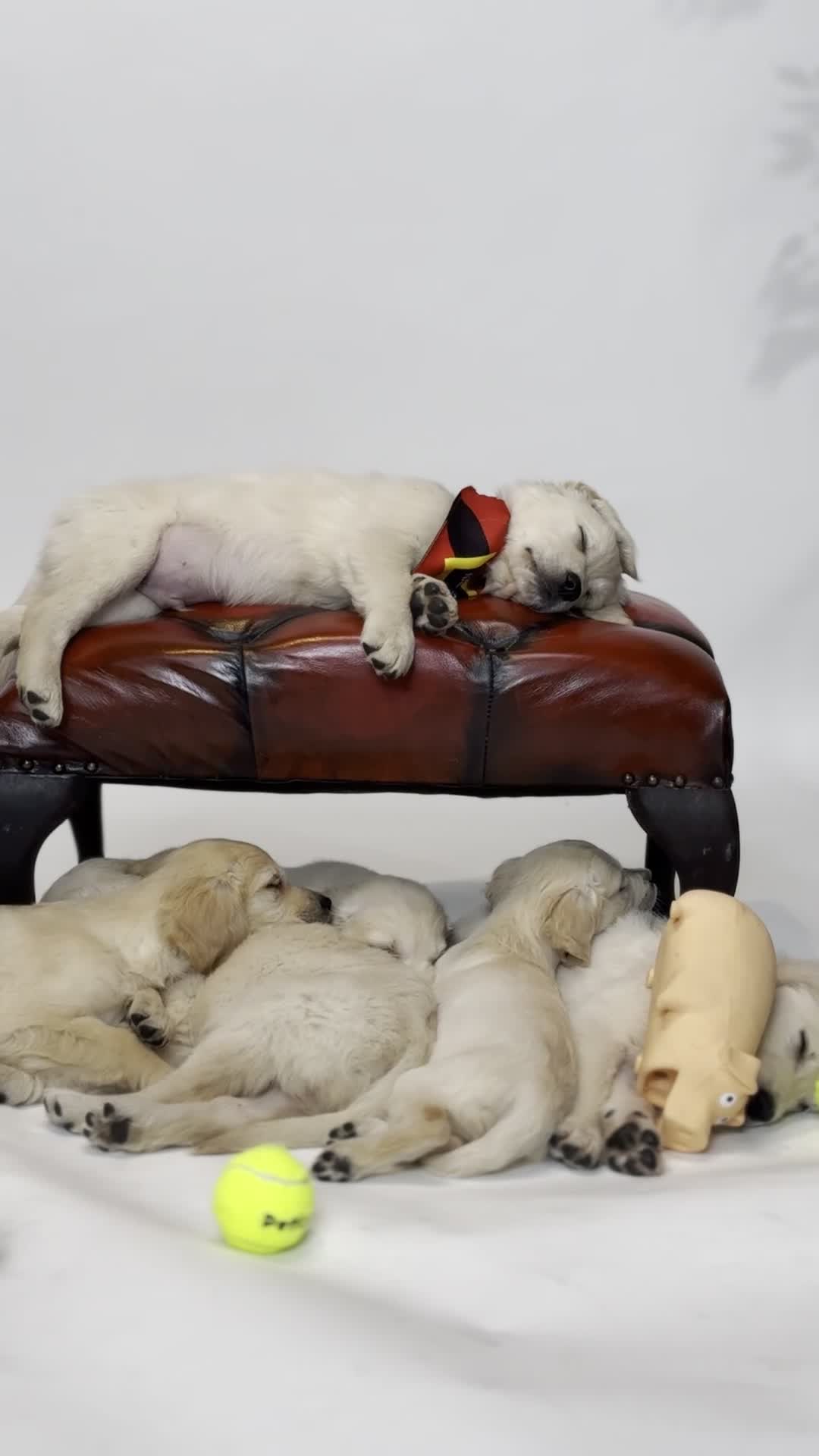 Golden Retriever dogs for sale: Royal Cream Golden Retriever Puppies🤍 🐶 🐾 - Video 1