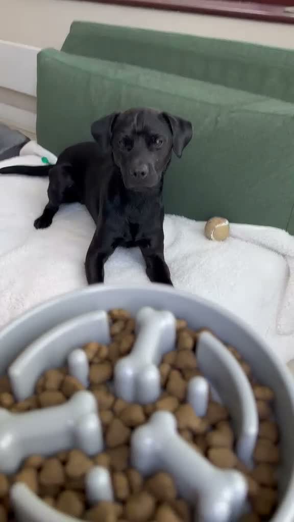 Mixed Breed dogs for adoption: 💙Tommy💙-20 months old, small/lower-medium boy - Video 4