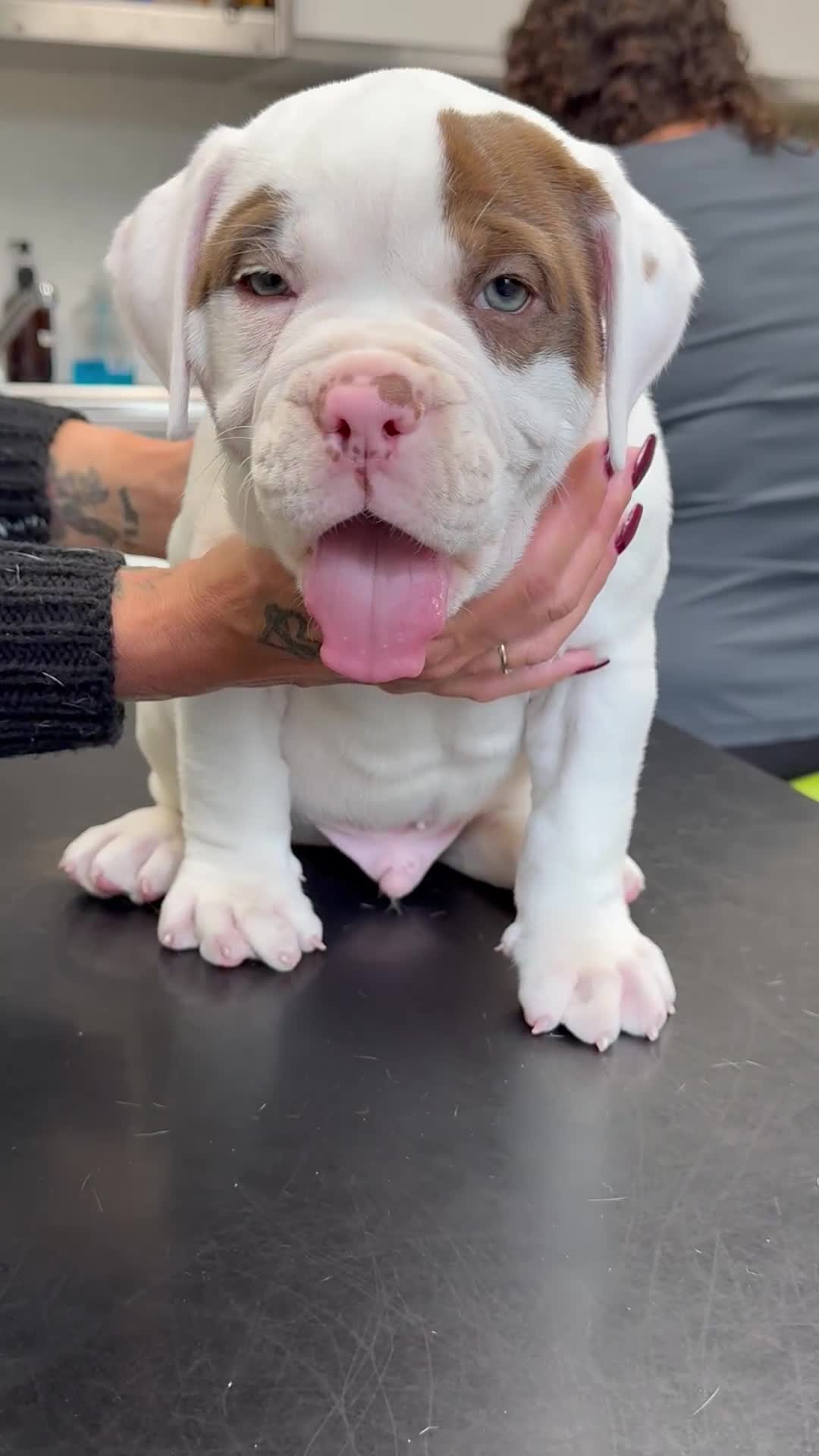 Olde English Bulldogge dogs for sale: Olde English Bulldogge Puppy Ready To Go - Video 4