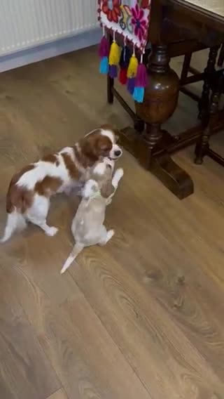 Cavalier King Charles Spaniel dogs for sale: 1 Adorable Cavalier King Charles Puppy for sale - Video 1