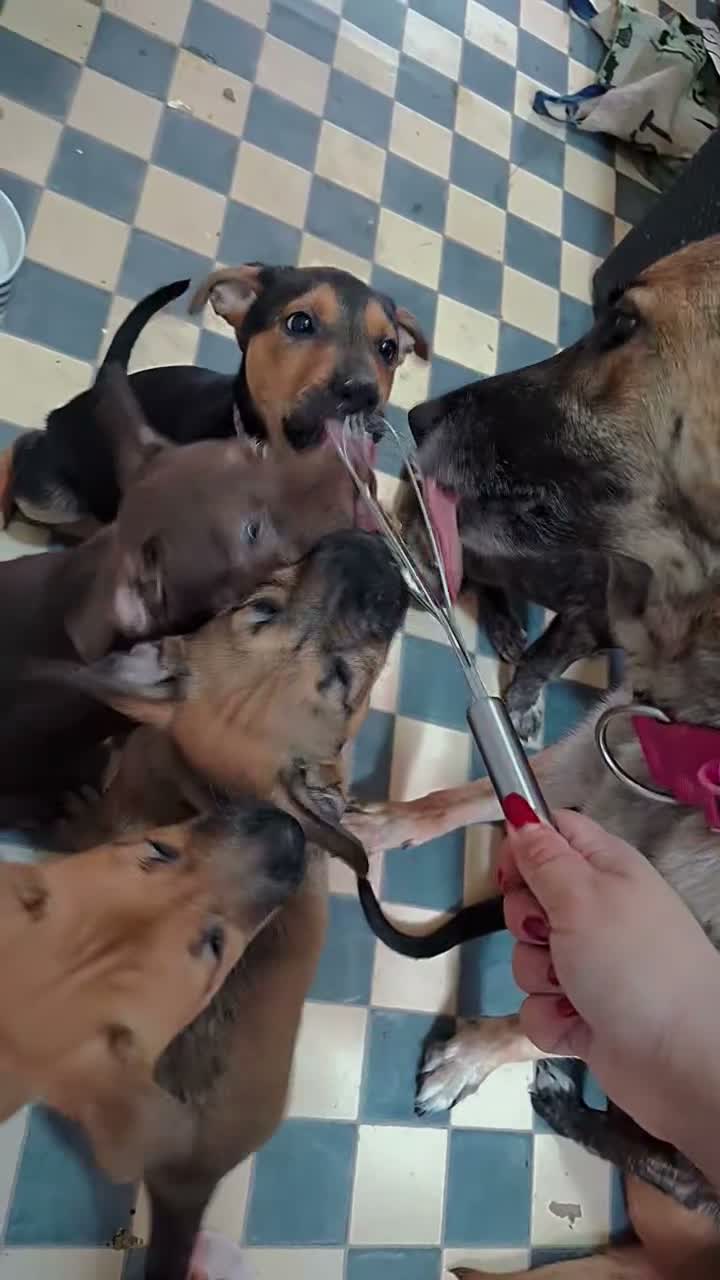 Mixed Breed dogs for sale: Shepsky × Staffy Puppies - Ready for Forever Homes - Video 1