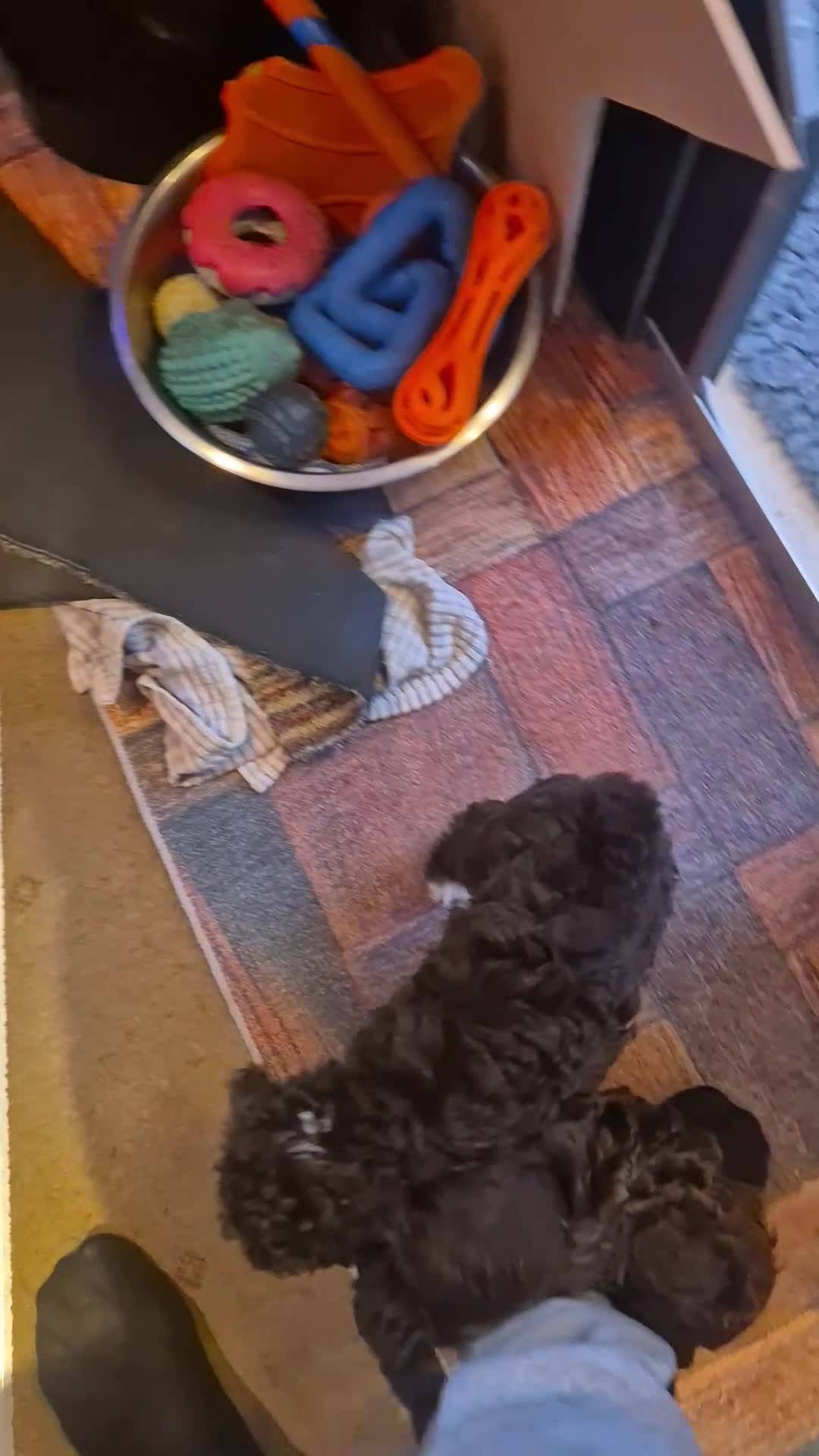 Labradoodle dogs for sale: Stunningly adorable f2b labradoodles! - Video 4