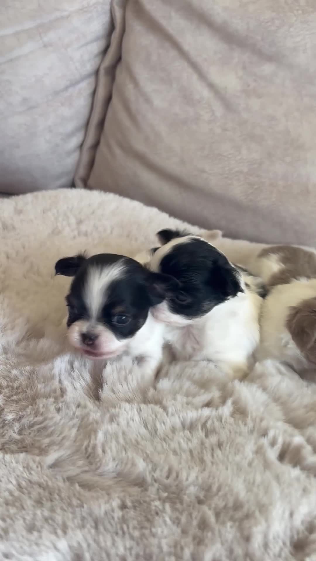 Chihuahua dogs for sale: Long Hair Chihuahua Puppies 😍🐶 in Swanley - Video 2