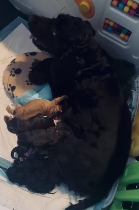 Cocker Spaniel dogs for sale: 🐶 COCKER SPANIEL PUPPIES 🐶  - Video 1