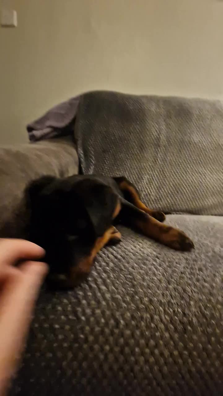 Rottweiler dogs for sale: 10 week old rottweiler female - Video 1