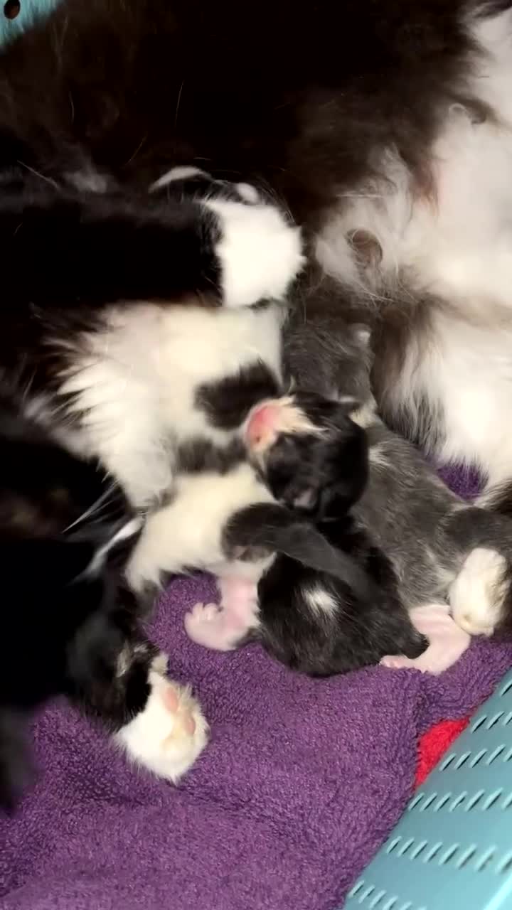 Mixed Breed cats for sale: Maine coone/ragdoll mix Kittens - Video 1