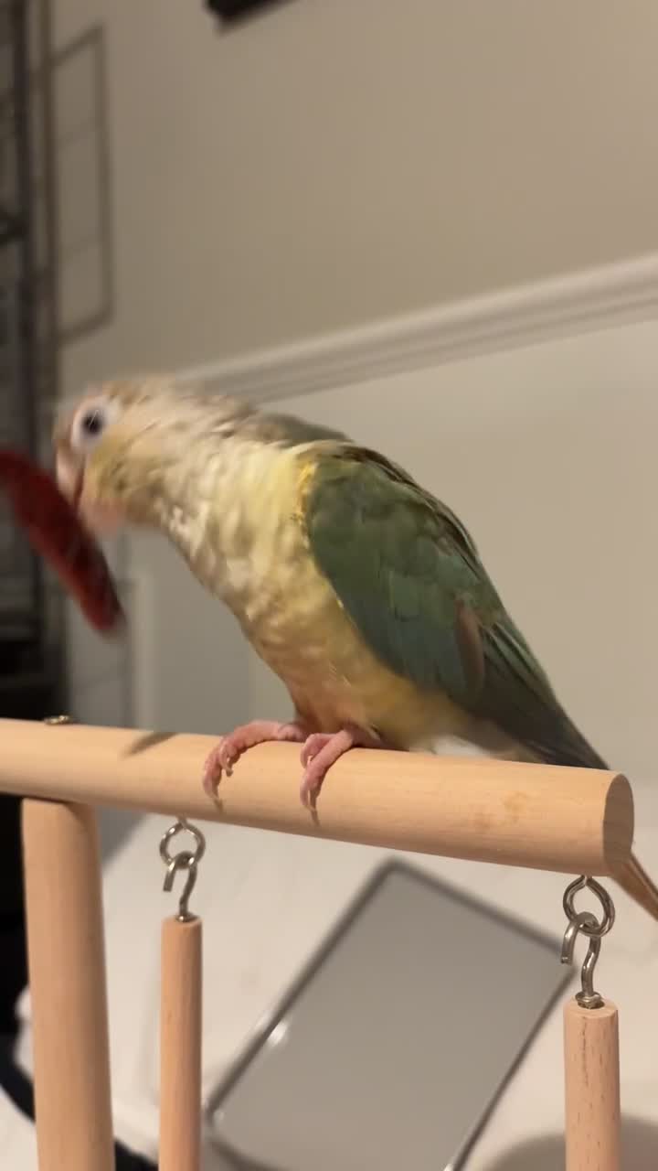 Conures birds for sale: Green Cheek Conure (Pineapple Turquoise) - Video 2