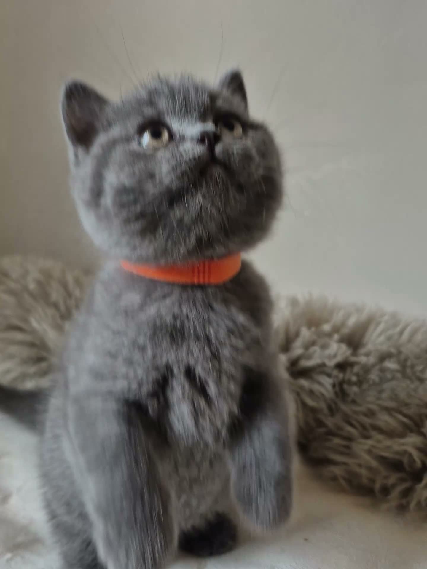 British Shorthair cats for sale: Lovely GCCF British Shorthair Kittens  - Video 3