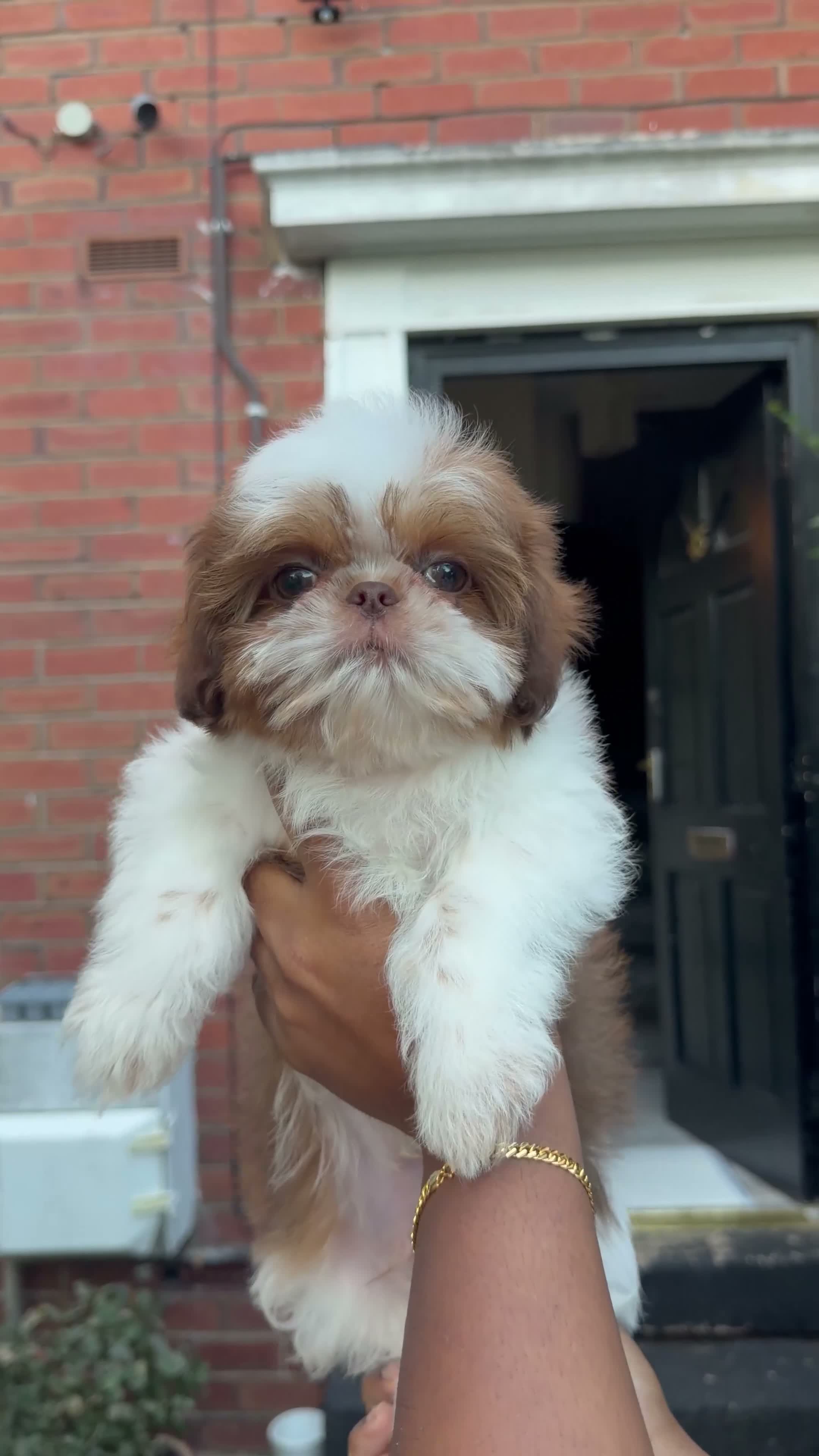 Shih Tzu dogs for sale: Highly Pedigreed (Pink Nose) Shih Tzu Puppies - Video 2
