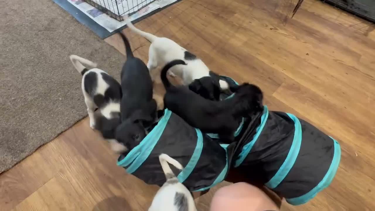 Mixed Breed dogs for sale: Gorgeous Whippet x Poodle puppies - Video 4