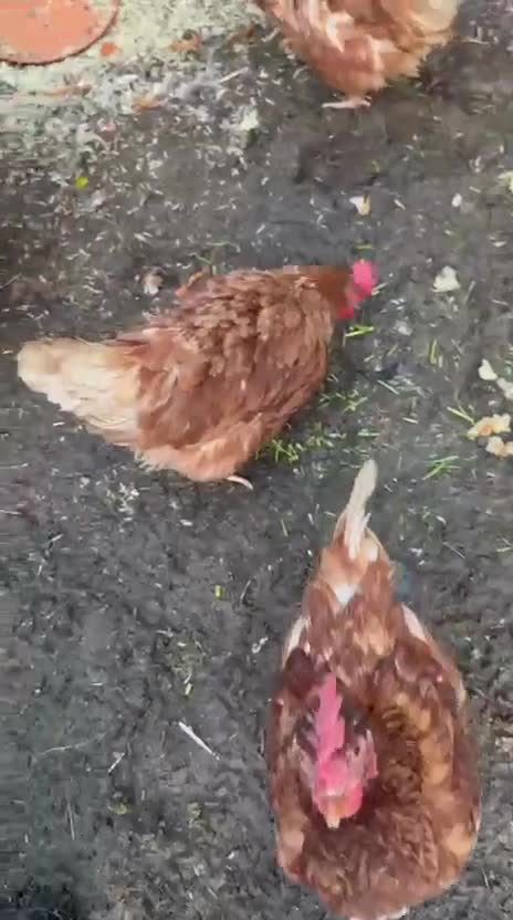 Chickens poultry for sale: 2 lohman brown need to be rehomed  - Video 1