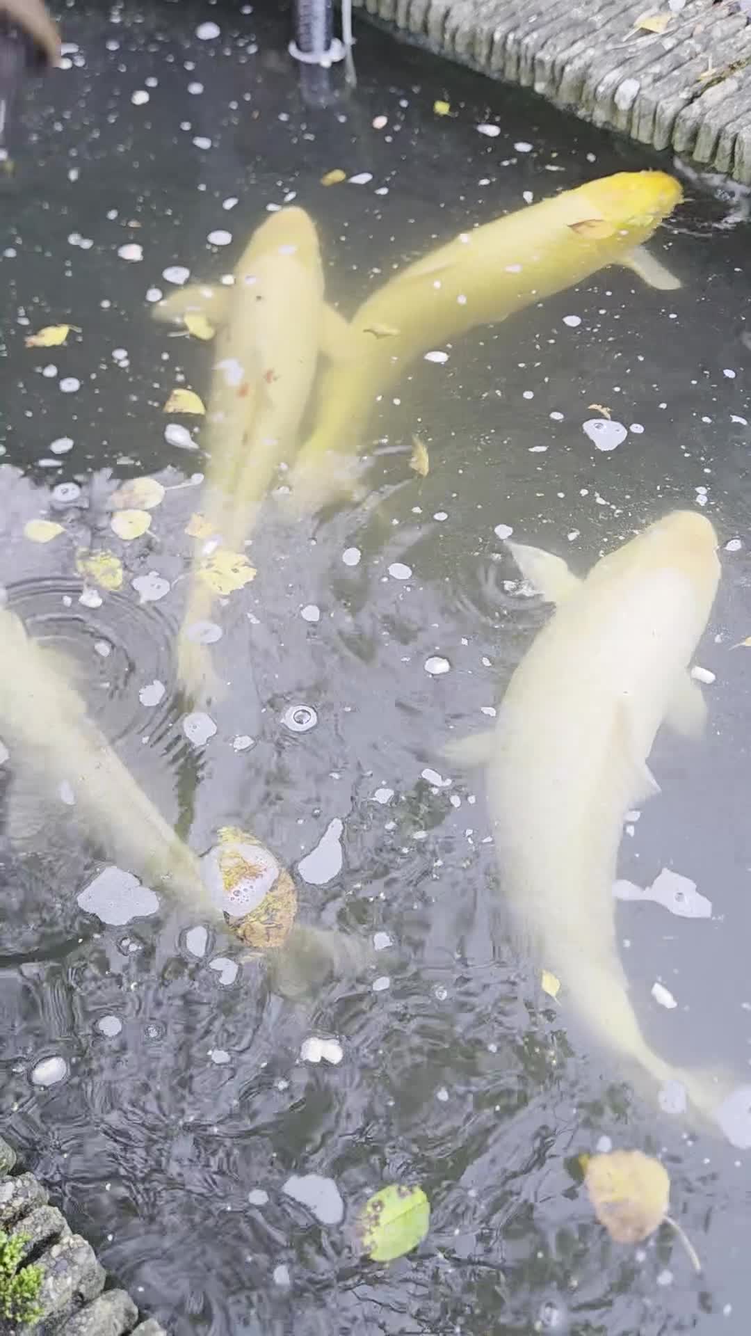 Koi Carp fish for sale: Variety of koi fish size from 35cm to 45 - Video 2