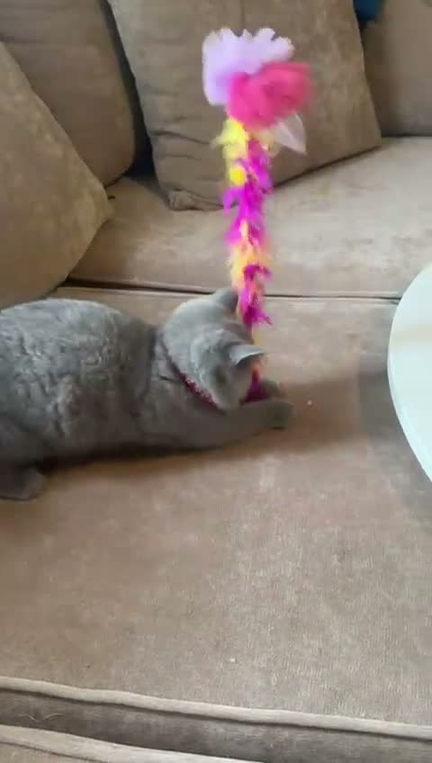British Shorthair cats for sale: Stunning Full pedigree BSH KITTENS ( GCCF REG )  - Video 1